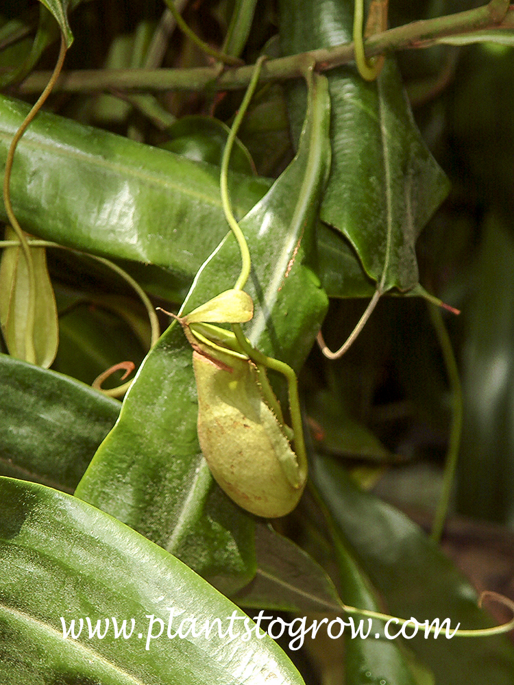 Nepenthes ampullaria x veitch